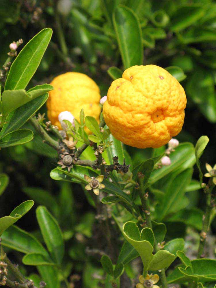            Fruit (Riverside, CA)   